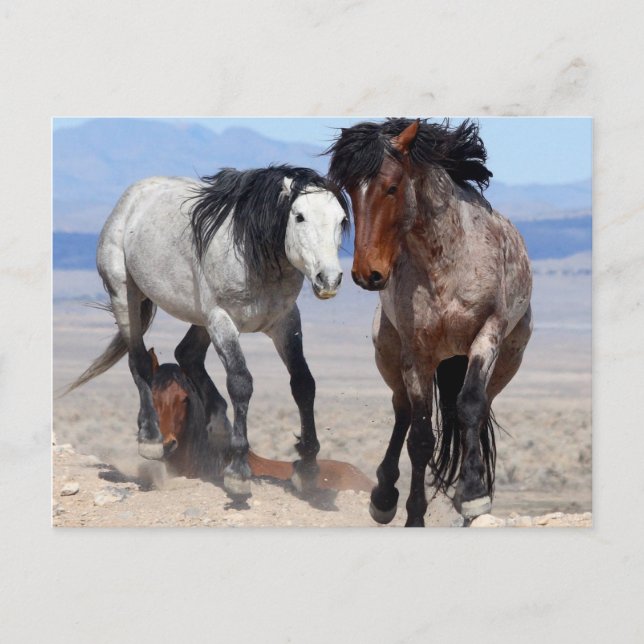 Schnelle und wütende Postkarte (Vorderseite)