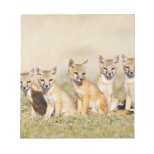 Schnellfuchs (Vulpes macrotis) Jungtier am Bau, 2 Notizblock