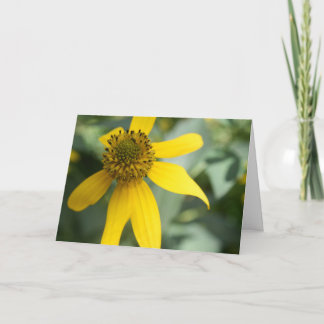 Schnittblättriger Sonnenhut (Rudbeckia laciniata) Karte