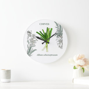 Schnittlauch — Allium schoenoprasum Große Wanduhr