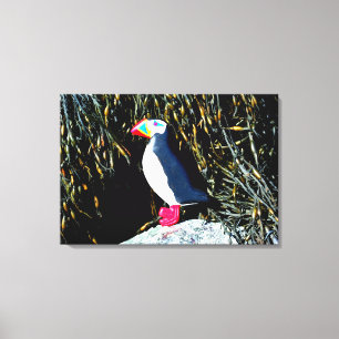 Schnitzel atlantischer Puffin-Leinwand Leinwanddruck
