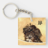 Schnoodle Hund beidseitig