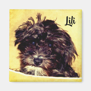 Schnoodle-Hunde-Quadrat-Magnet Magnet