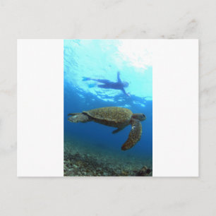 Schnorcheln mit Meeresschildkröte Galapagos-Inseln Postkarte