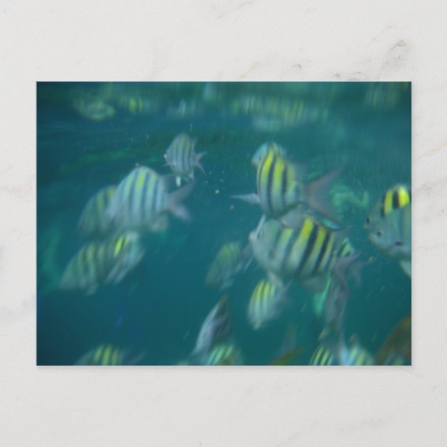 Schnorcheln Postkarte (Vorderseite)