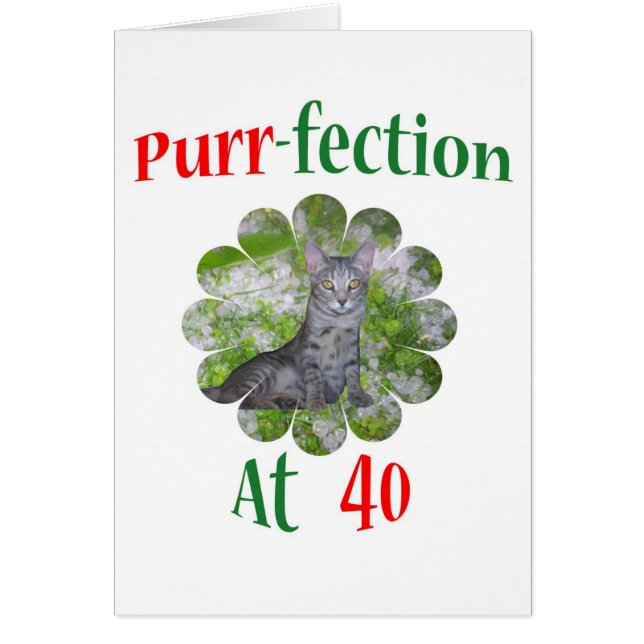 Schnurren-fection 40 (Vorne)
