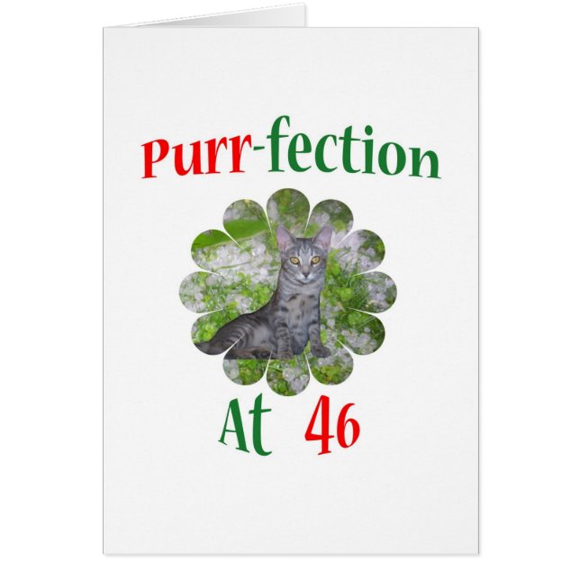 Schnurren-fection 46 (Vorne)