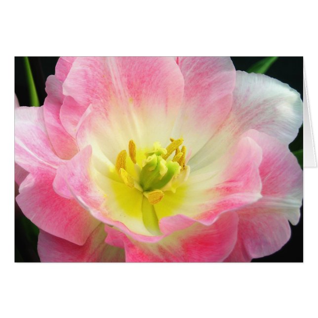 Schockende rosa Petals Card (Vorderseite (Horizontal))