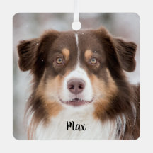 Schokolade, australischer Schäferhund