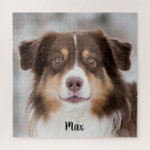 Schokolade, australischer Schäferhund