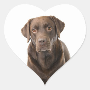 Schokolade Brauner Labrador Retriever Welpenherz Herz-Aufkleber