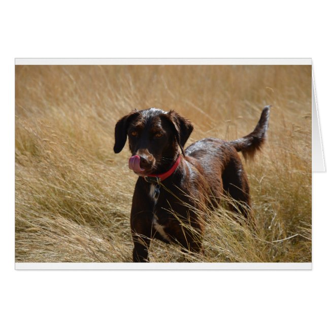 Schokolade Brawn Labrador Retriever (Vorderseite (Horizontal))