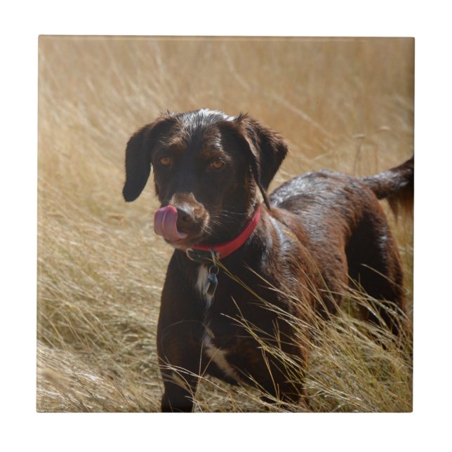 Schokolade Brawn Labrador Retriever Fliese (Vorderseite)