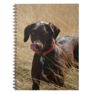Schokolade Brawn Labrador Retriever Notizblock