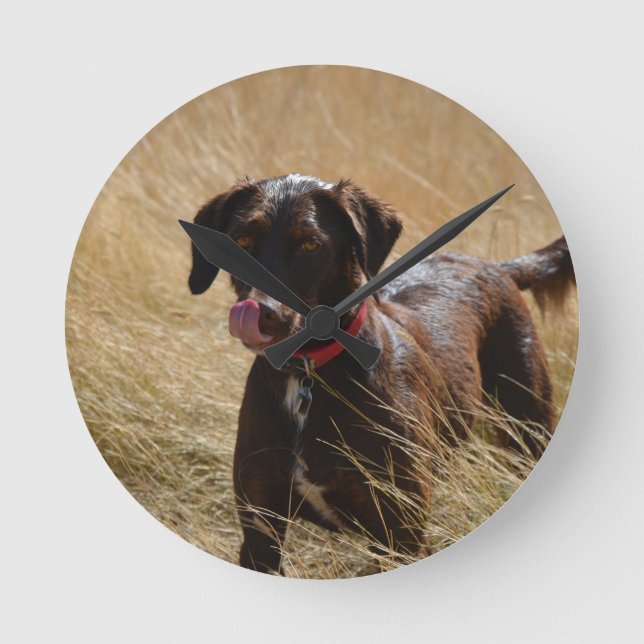 Schokolade Brawn Labrador Retriever Runde Wanduhr (Vorderseite)