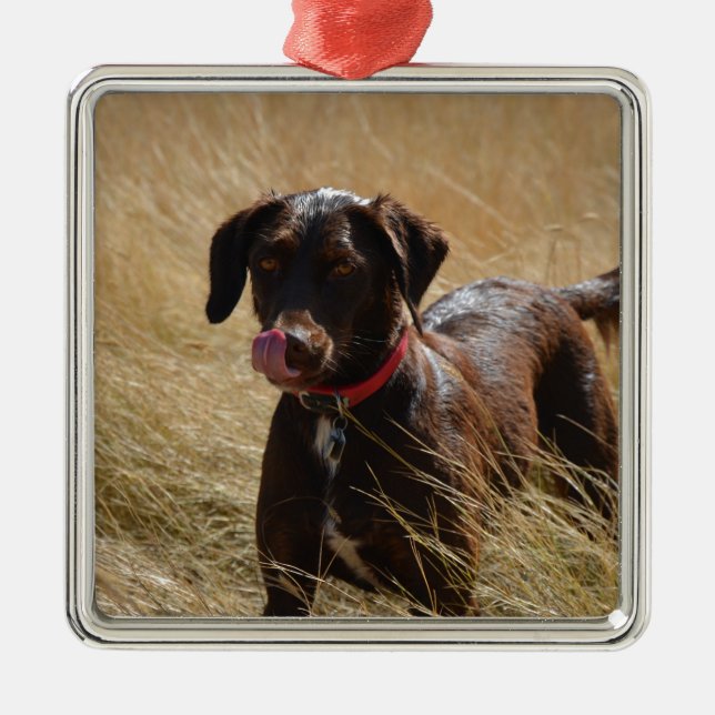 Schokolade Brawn Labrador Retriever Silbernes Ornament (Vorne)