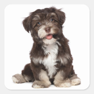 Schokolade Brown & White Havanese Welpensticker Quadratischer Aufkleber