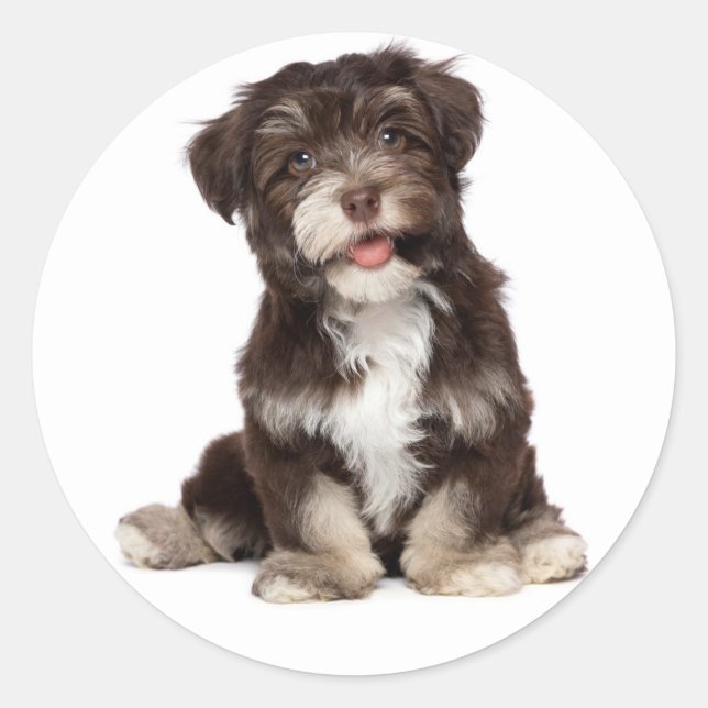Schokolade Brown & White Havanese Welpensticker Runder Aufkleber (Vorderseite)