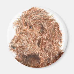 Schokolade Labradoodle #2 Magnet