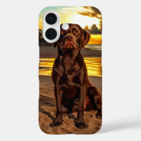 Schokolade Labrador bei Sunset