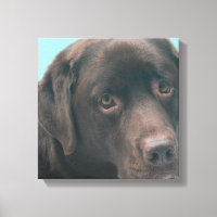 Schokolade Labrador Dog Canvas drucken