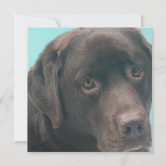 Schokolade Labrador Einladungen für Hunde