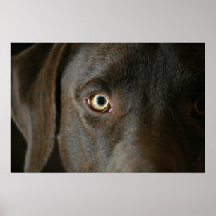 Schokolade Labrador Eyes Poster