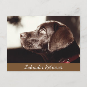 Schokolade Labrador Hund Postkarte