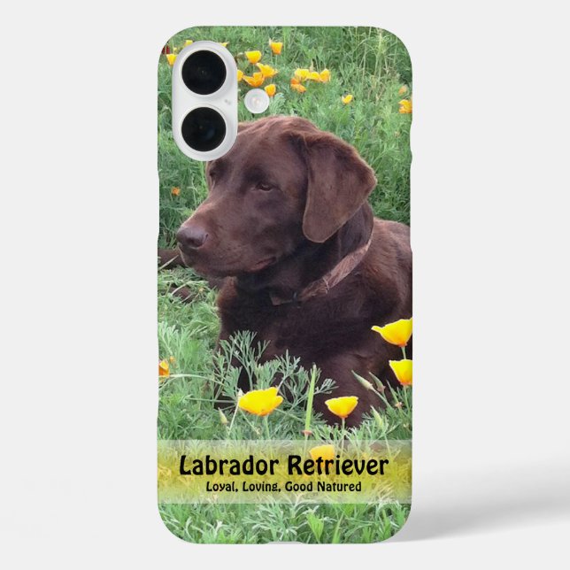 Schokolade Labrador in California Poppy Patch Case-Mate iPhone Hülle (Rückseite)