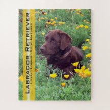 Schokolade Labrador in California Poppy Patch Cust