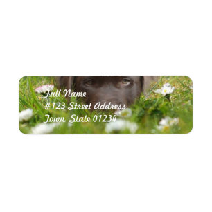 Schokolade Labrador in den Daisies Mailing Labels