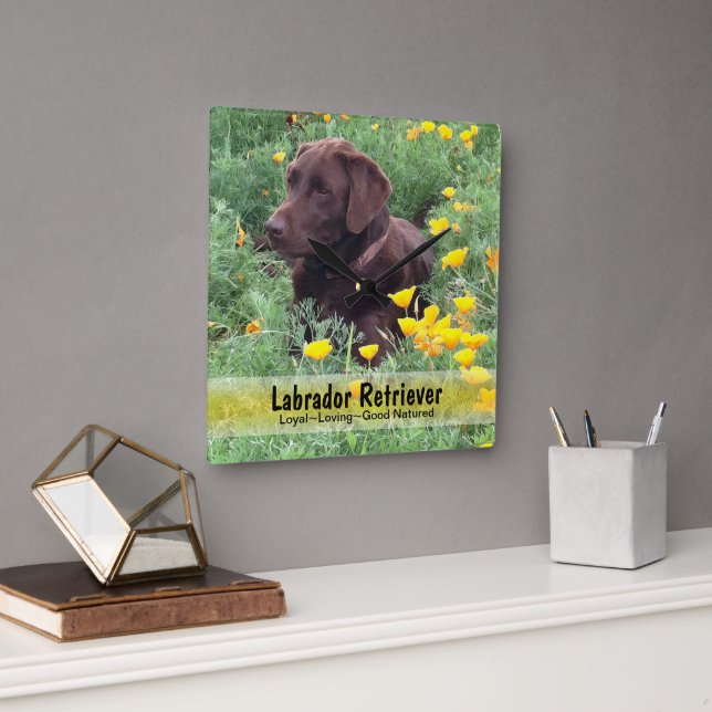 Schokolade-Labrador in einem CaliforniPoppy-Patch Quadratische Wanduhr (Büro)