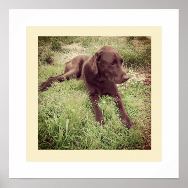 Schokolade Labrador in Grasfotografie Poster (Vorne)