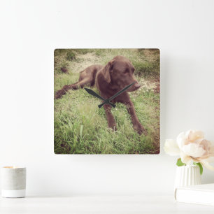 Schokolade Labrador in Grasfotografie Quadratische Wanduhr