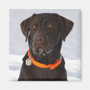 Schokolade Labrador Magnet