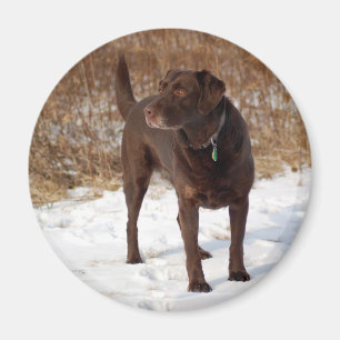 Schokolade-Labrador-Magnet Magnet