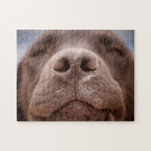 Schokolade-Labrador-Nase-Schließung Puzzle