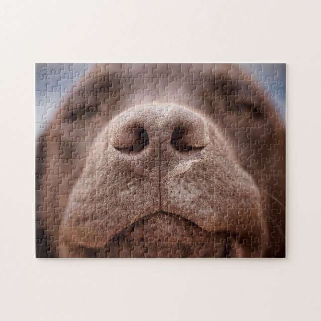 Schokolade-Labrador-Nase-Schließung Puzzle (Horizontal)