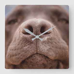 Schokolade-Labrador-Nase-Schließung Quadratische Wanduhr