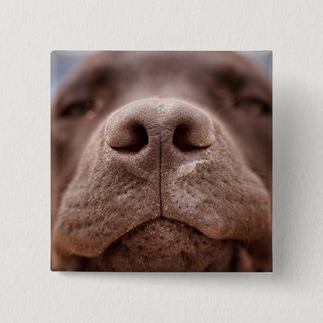 Schokolade-Labrador-Nasennähe Button (Vorderseite)
