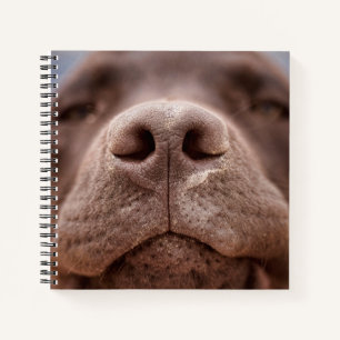 Schokolade-Labrador-Nasennähe Notizbuch