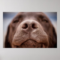 Schokolade-Labrador-Nasennähe