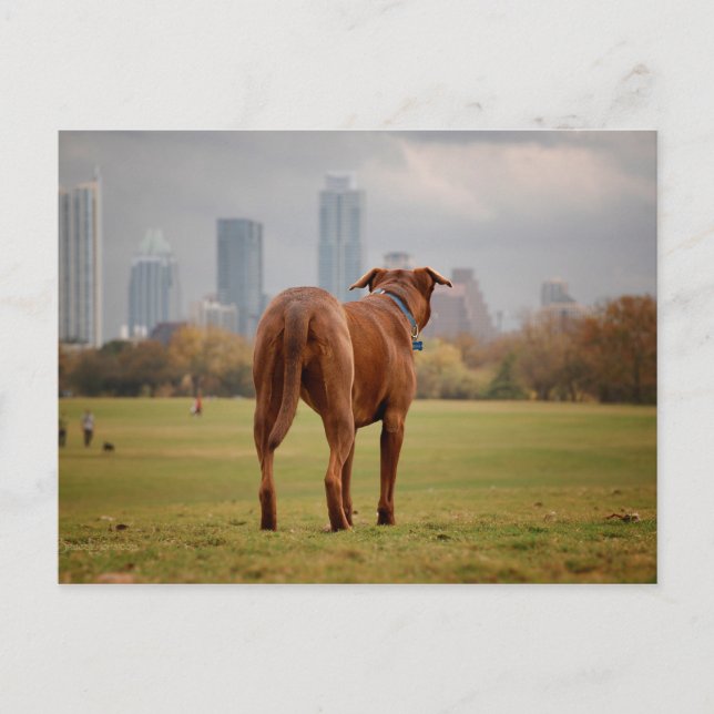 Schokolade Labrador Pit Mix Dog - Austin TX Postkarte (Vorderseite)