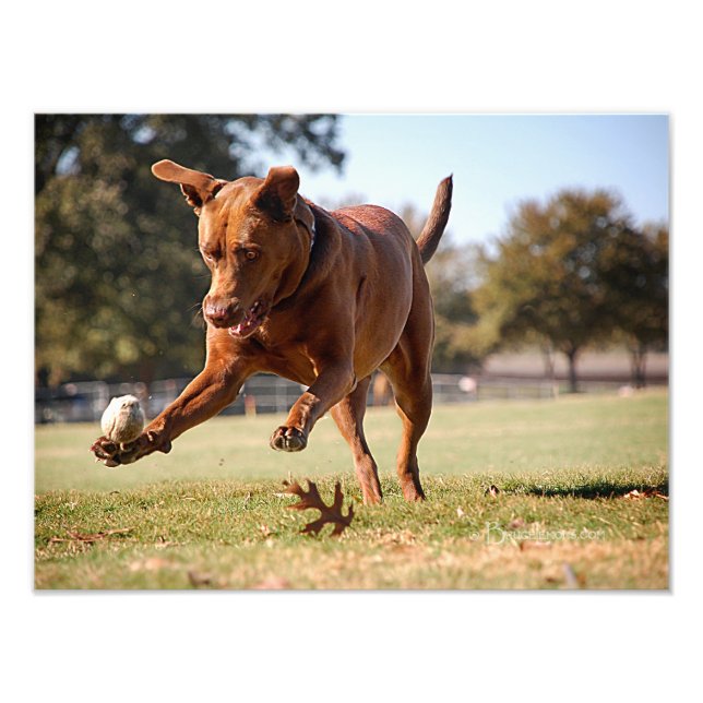 Schokolade Labrador Pit Mix Dog Chasing Ball Fotodruck (Vorne)