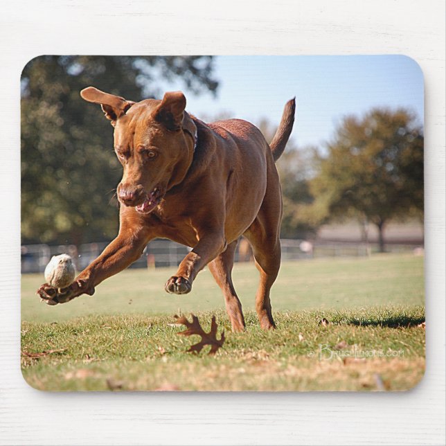 Schokolade Labrador Pit Mix Dog Chasing Ball Mousepad (Vorne)