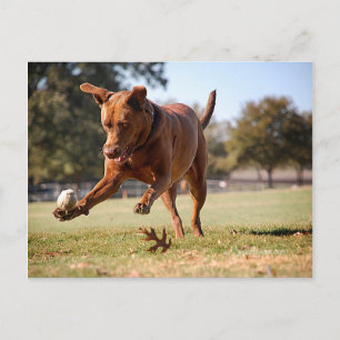 Schokolade Labrador Pit Mix Dog Chasing Ball Postkarte