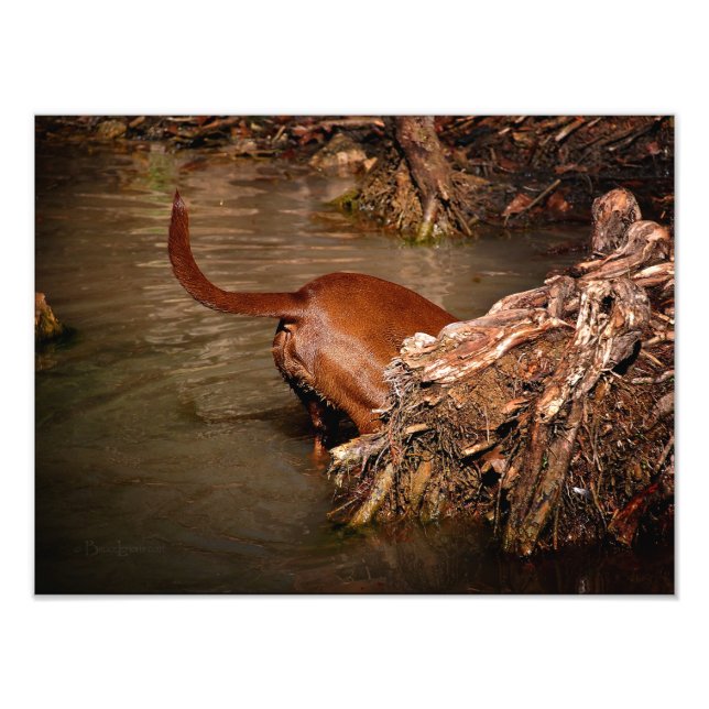 Schokolade Labrador Pit Mix Dog Gravur Fotodruck (Vorne)