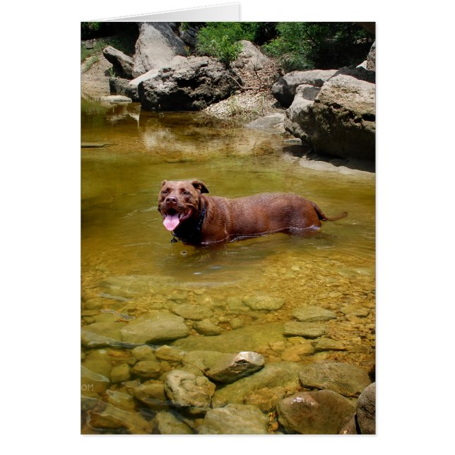 Schokolade Labrador Pit Mix Dog im Schwimmbad (Vorne)