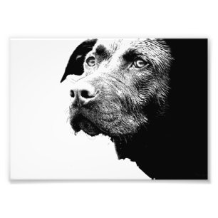 Schokolade Labrador Pit Mix Dog in Schwarz-Weiß Fotodruck