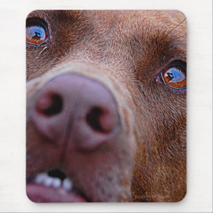 Schokolade Labrador Pit Mix Dog Nase Mousepad